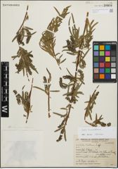 Foto von Salix humboldtiana Willd.